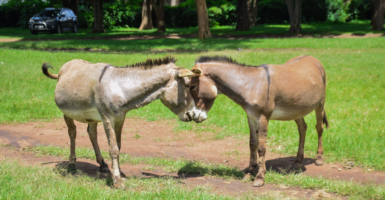 Empowering Young Creatives Through Storytelling for Agricultural and Animal Welfare Advocacy