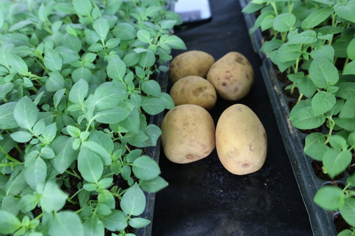 Egerton University Showcases Youth-Led Potato Innovations at World Potato Congress
